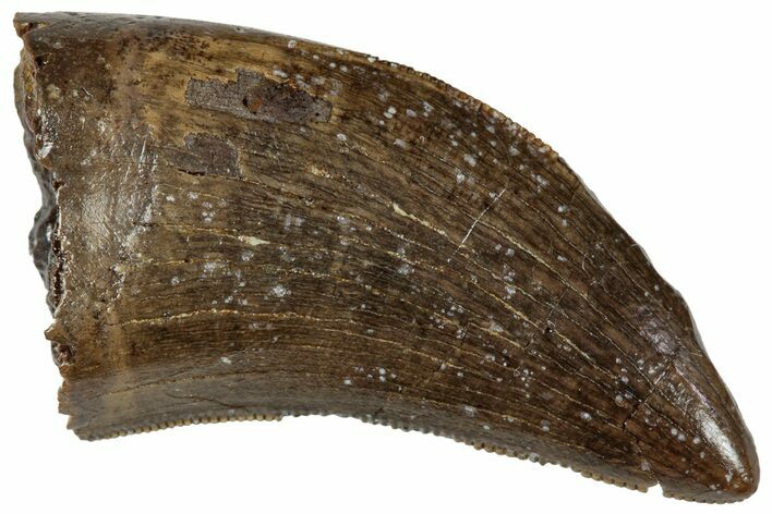 Serrated Tyrannosaur (Nanotyrannus?) Tooth - Wyoming #263424